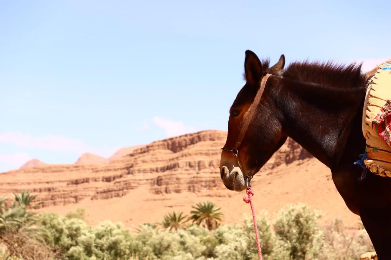 Gite D'Etape Ziz Oasis Achbarou Kültér fotó